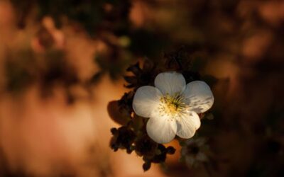 Erwartungen – ein Spiegel